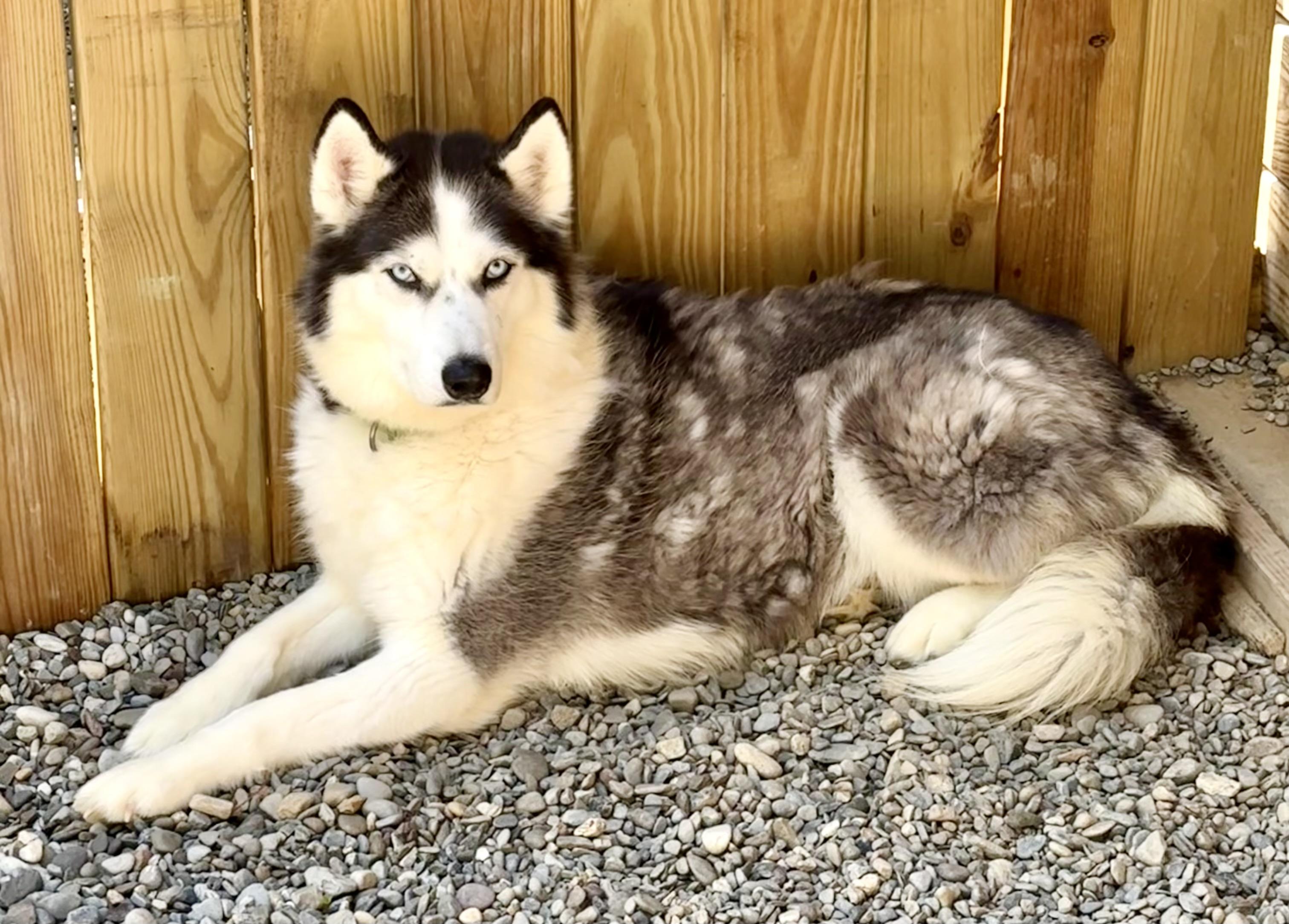 Alia, a Adoptable Husky in Warren, NJ image 2/3