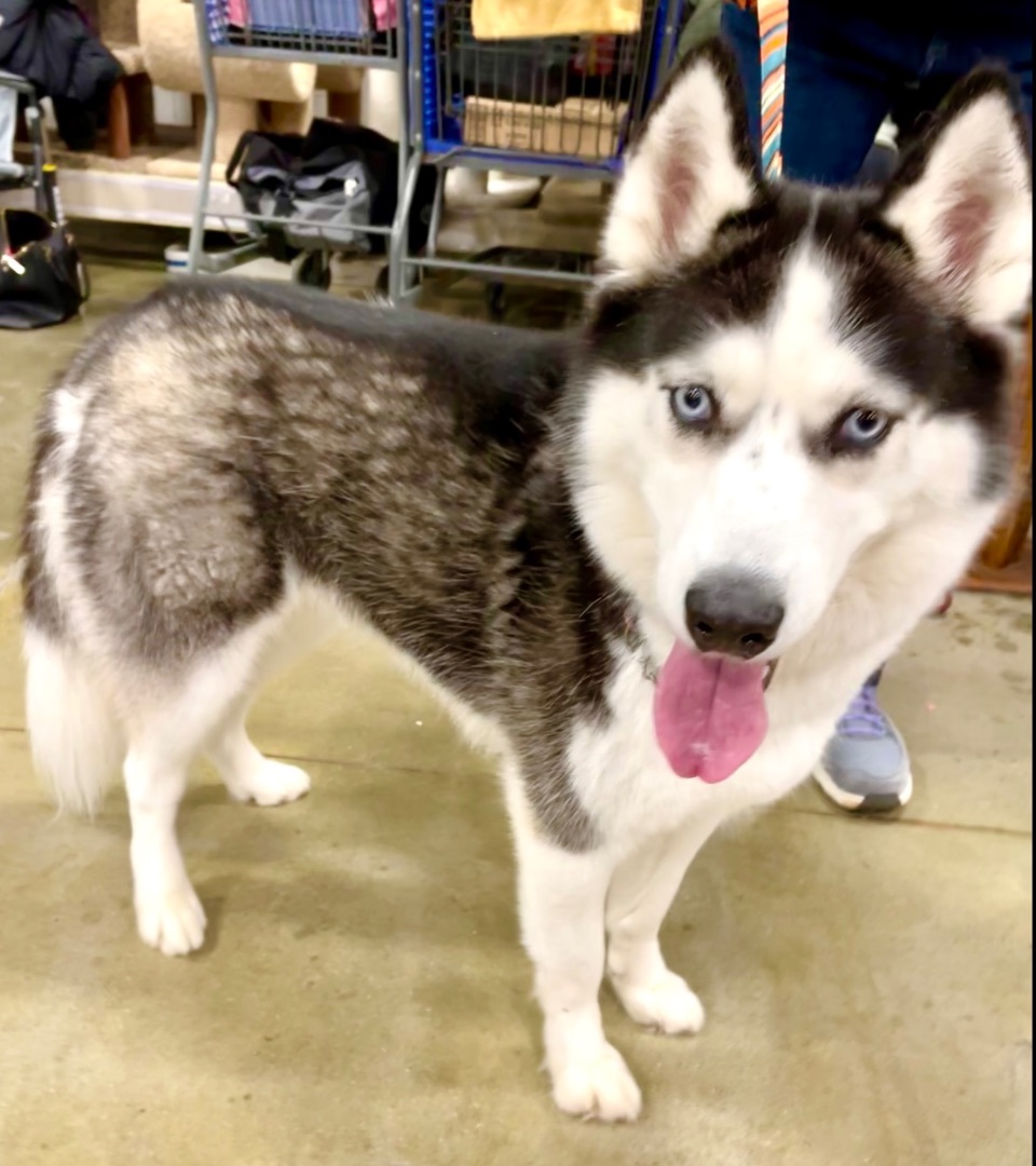 Alia, a Adoptable Husky in Warren, NJ image 1/3