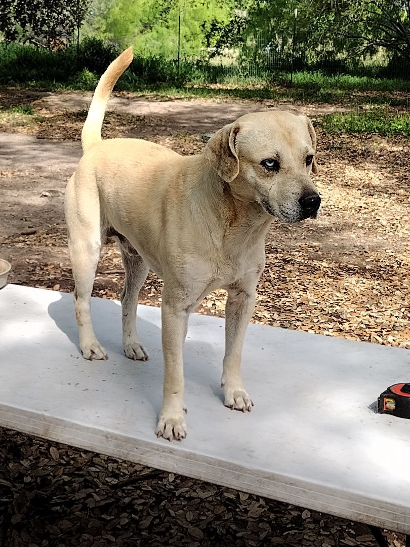 Soccer, Adoptable, Adult Male Pit Bull Terrier & Husky.