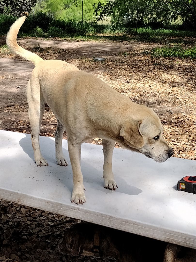 Enlarge Soccer, a Adoptable mixed breed in Donna, TX image 2/3