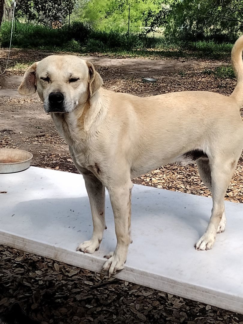 Enlarge Soccer, a Adoptable mixed breed in Donna, TX image 3/3
