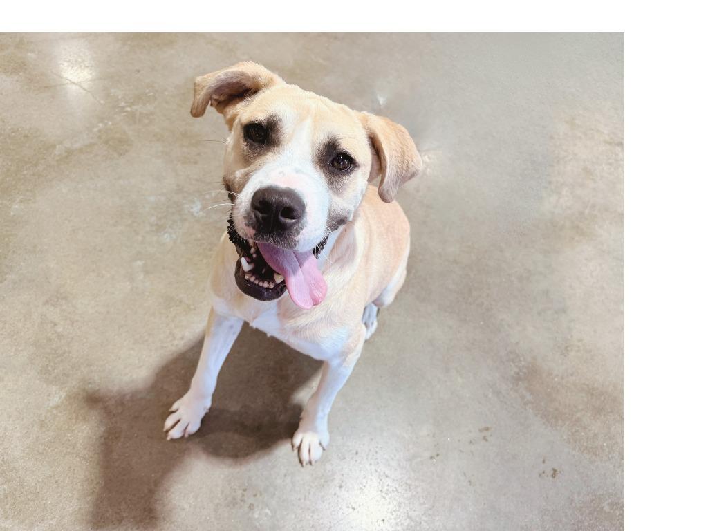 Troubadour aka Tru, Adoptable, Young Male Mixed Breed.