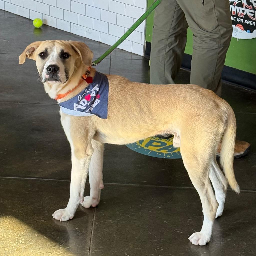 Troubadour aka Tru, a Adoptable Mixed Breed in Little Rock, AR image 3/5