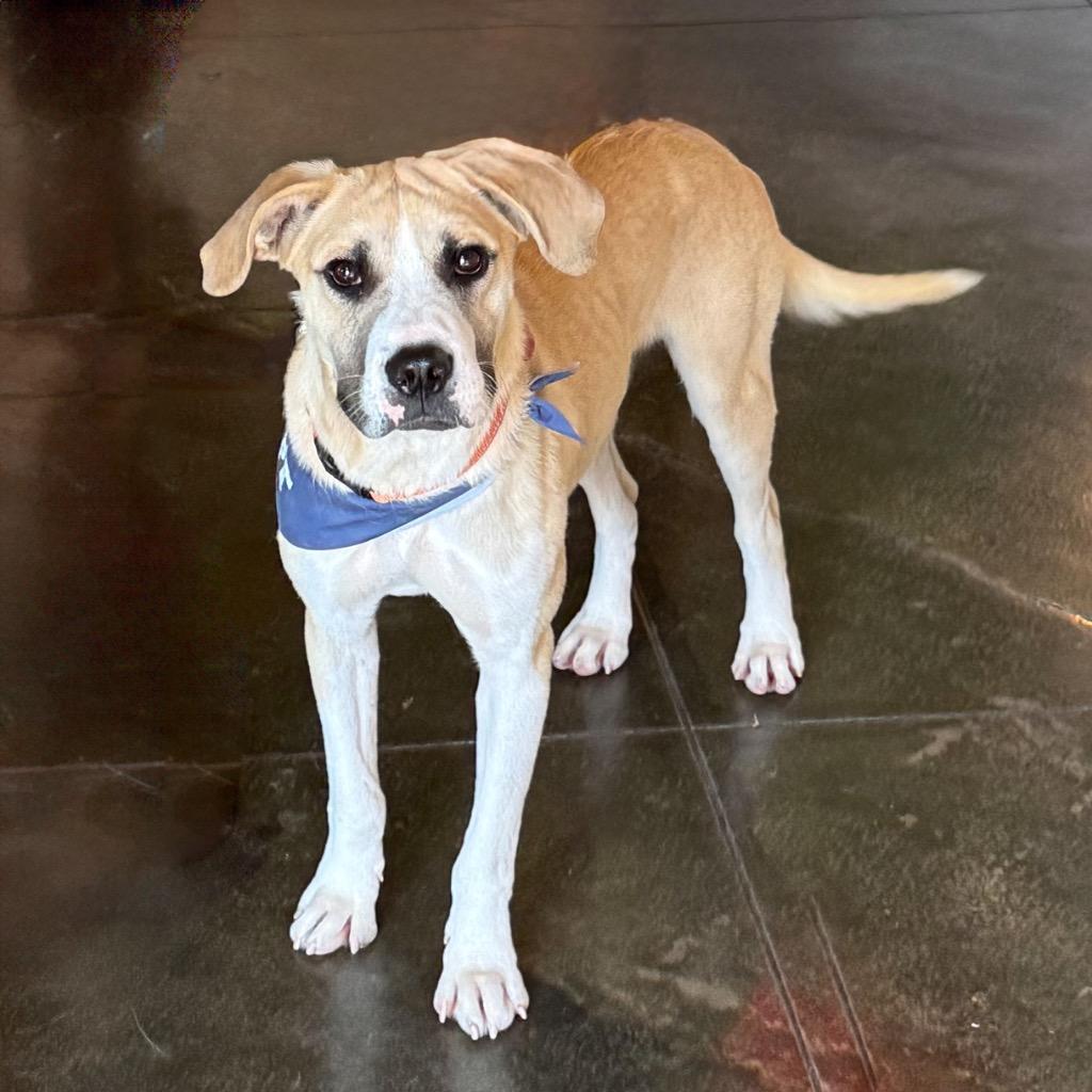 Troubadour aka Tru, a Adoptable Mixed Breed in Little Rock, AR image 4/5