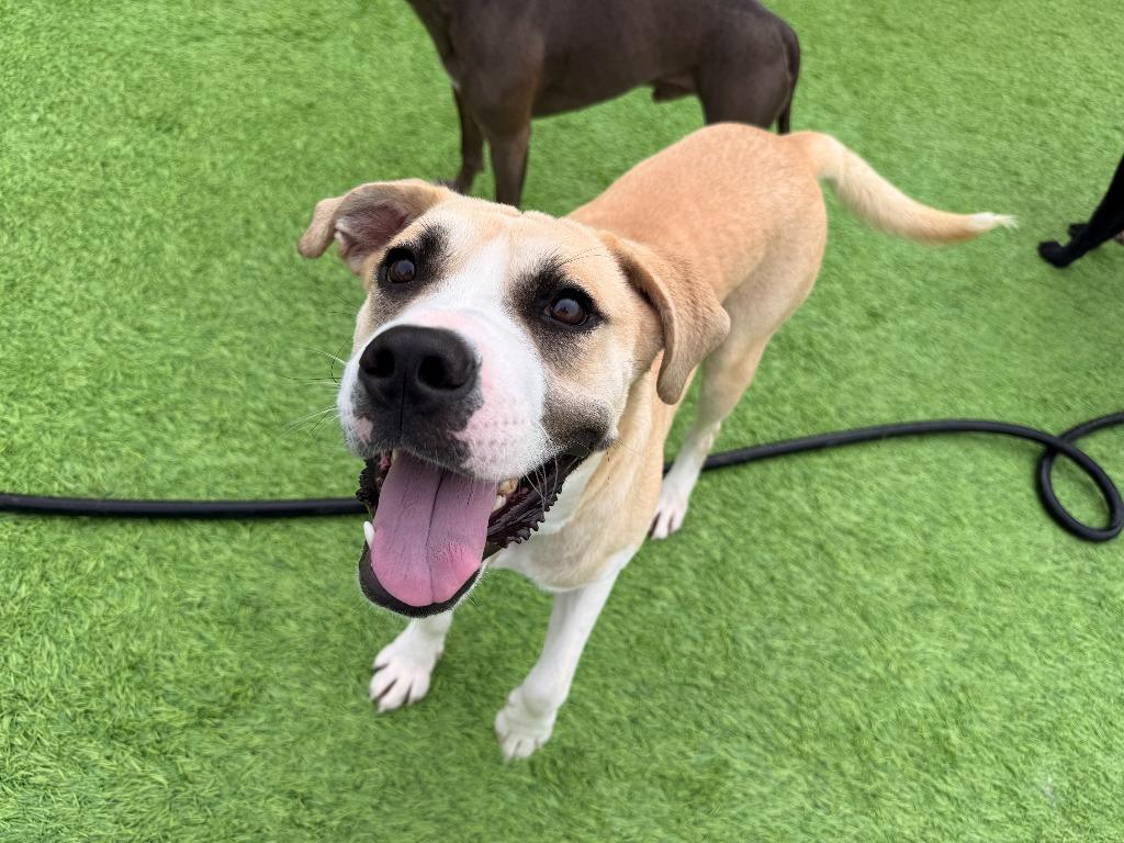 Troubadour aka Tru, a Adoptable Mixed Breed in Little Rock, AR image 5/5