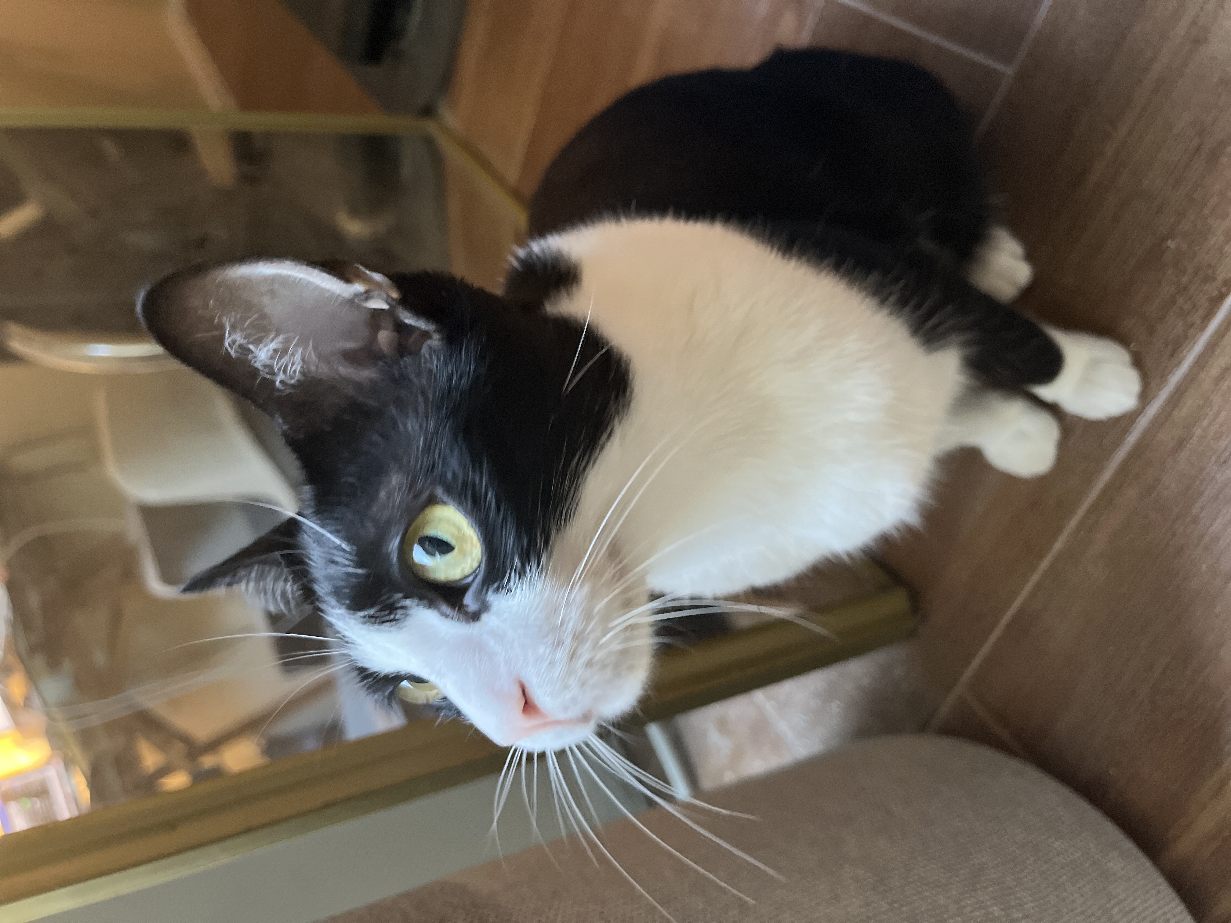 Valerie (bonded to Mickey)