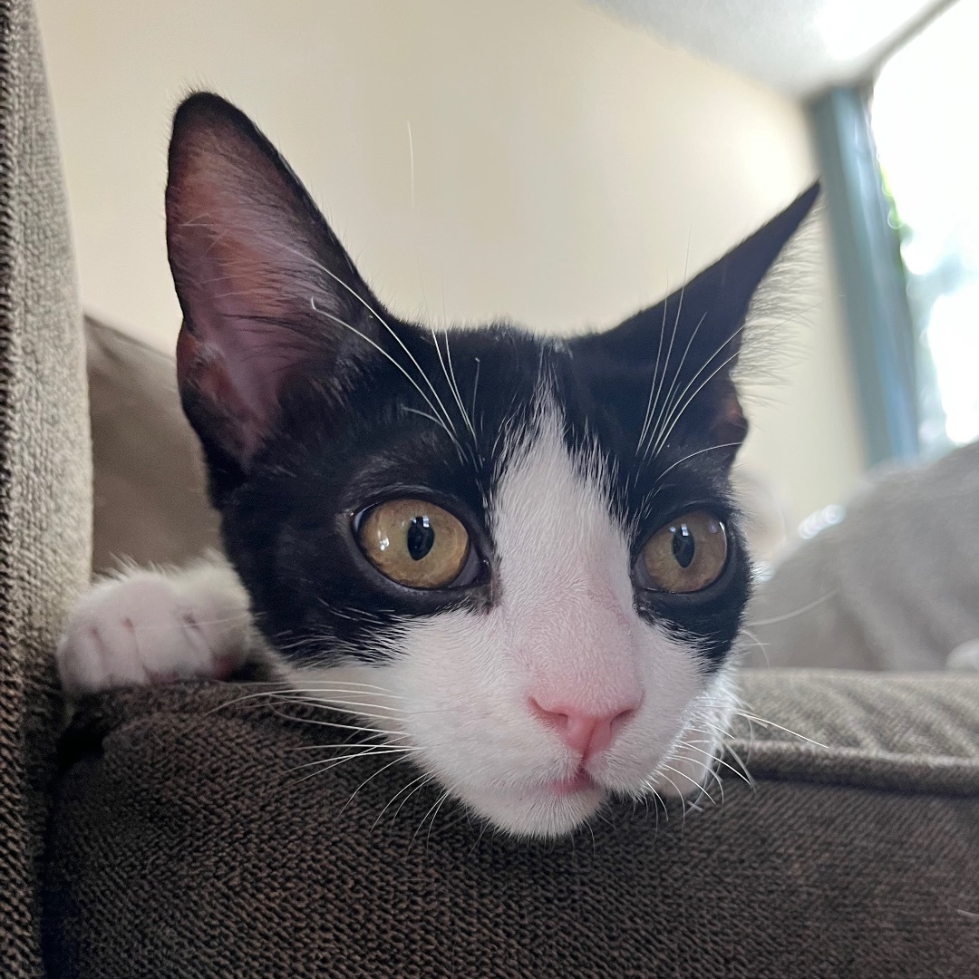 Valerie (bonded to Mickey) — thumbnail 2