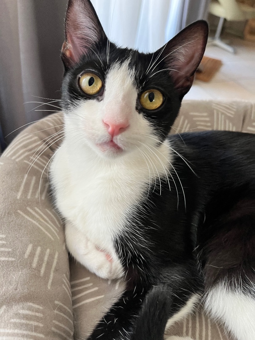 Valerie (bonded to Mickey) — thumbnail 3