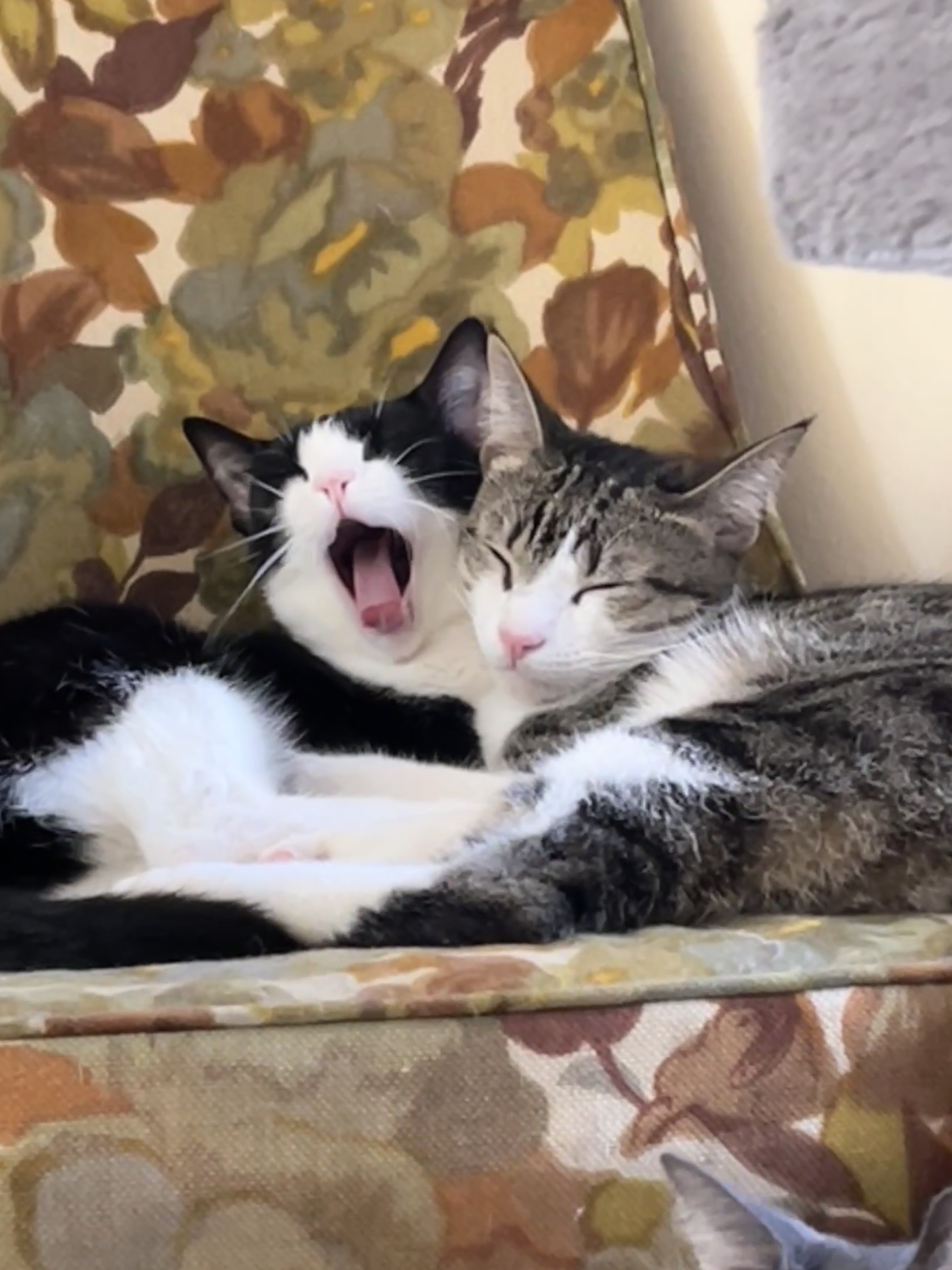 Valerie (bonded to Mickey) — thumbnail 4