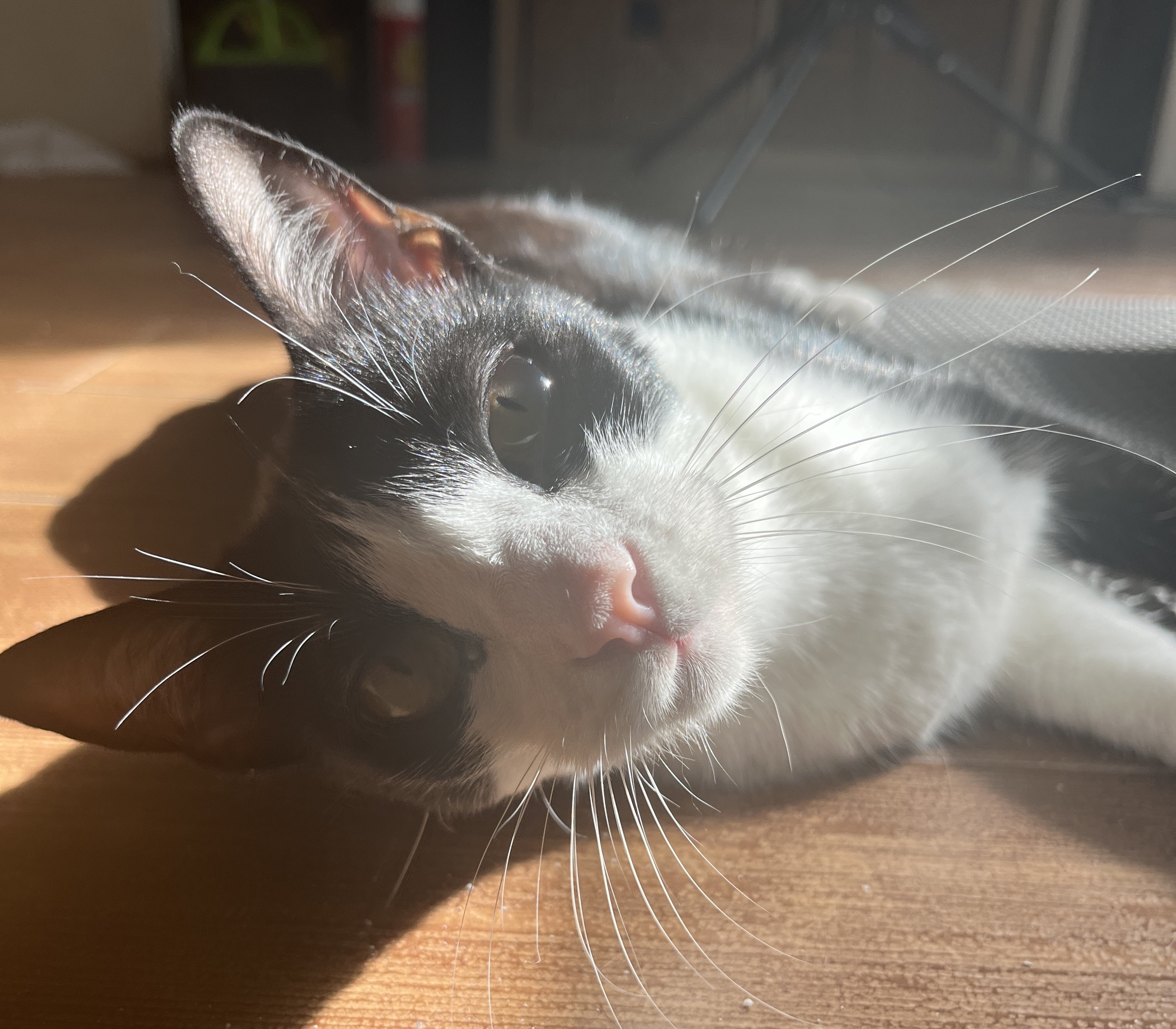 Valerie (bonded to Mickey) — thumbnail 5