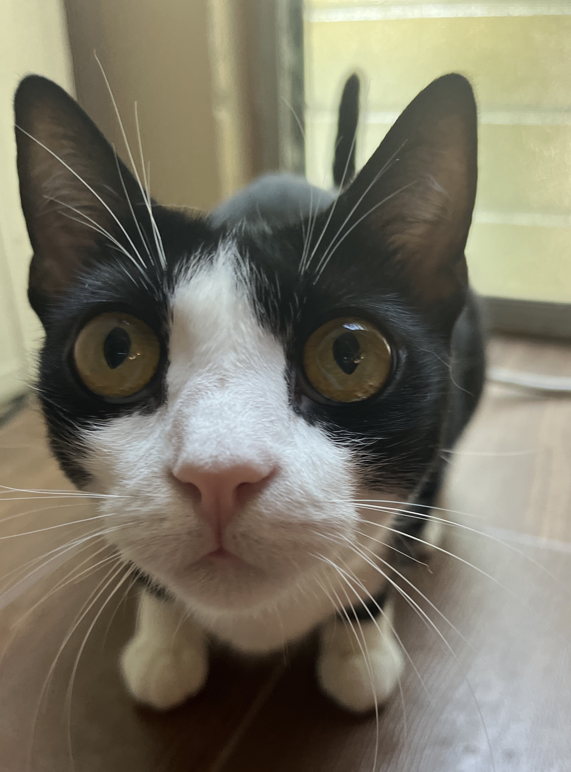 Valerie (bonded to Mickey) — thumbnail 6