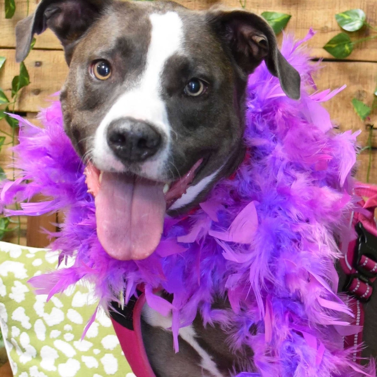Ruby, Adult Female Pit Bull Terrier