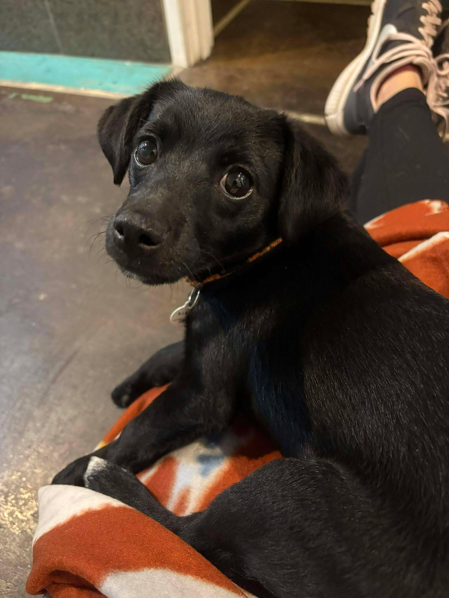 Dribble, adopted, Puppy Female Chiweenie.