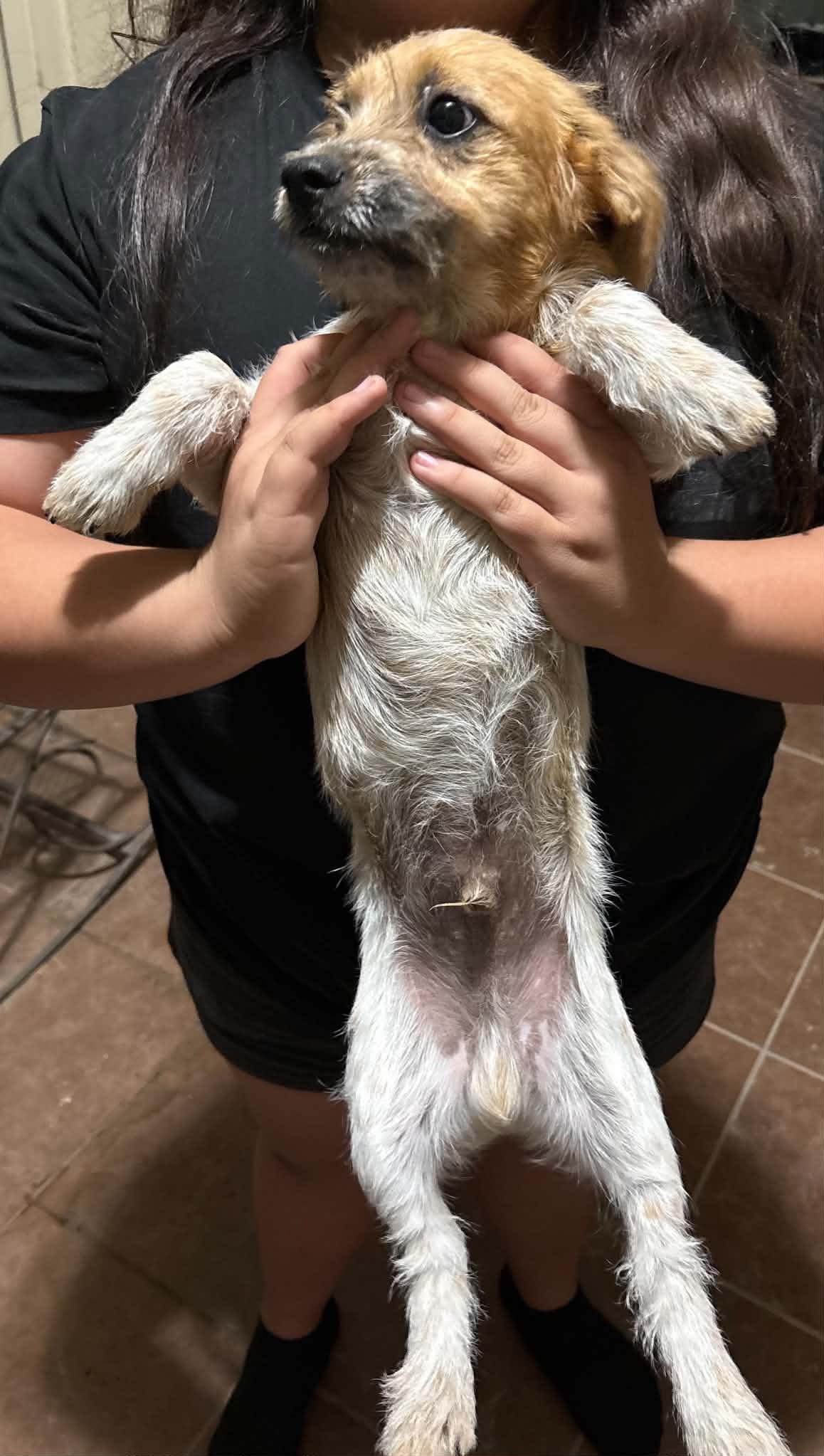 Bruno, Adoptable, Puppy Male Dachshund & Cattle Dog.