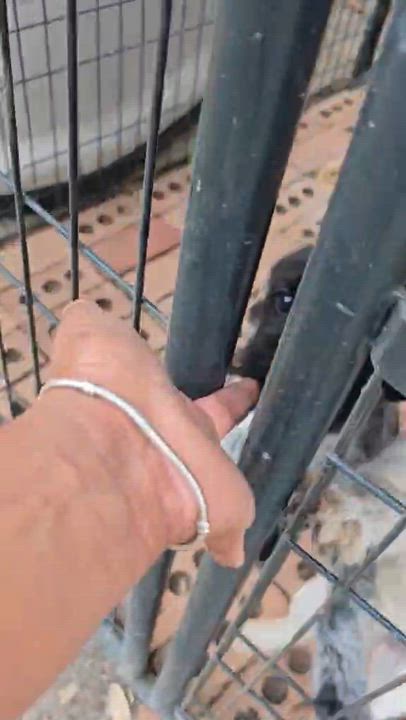 Enlarge Bruno, a Adoptable mixed breed in Gainesville, VA video 2/3