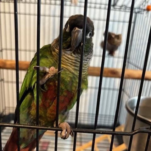 Baby, a Adoptable Conure in North Babylon, NY image 1/3