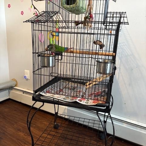 Baby, a Adoptable Conure in North Babylon, NY image 2/3