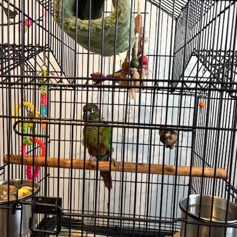 Baby, a Adoptable Conure in North Babylon, NY image 3/3