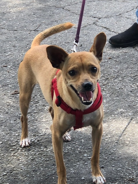 Chico, a Adoptable mixed breed in Gainesville, GA image 1/8