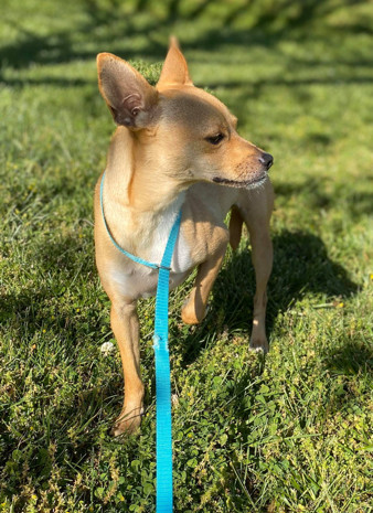 Chico, a Adoptable mixed breed in Gainesville, GA image 2/8