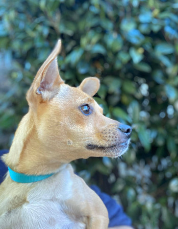 Chico, a Adoptable mixed breed in Gainesville, GA image 4/8