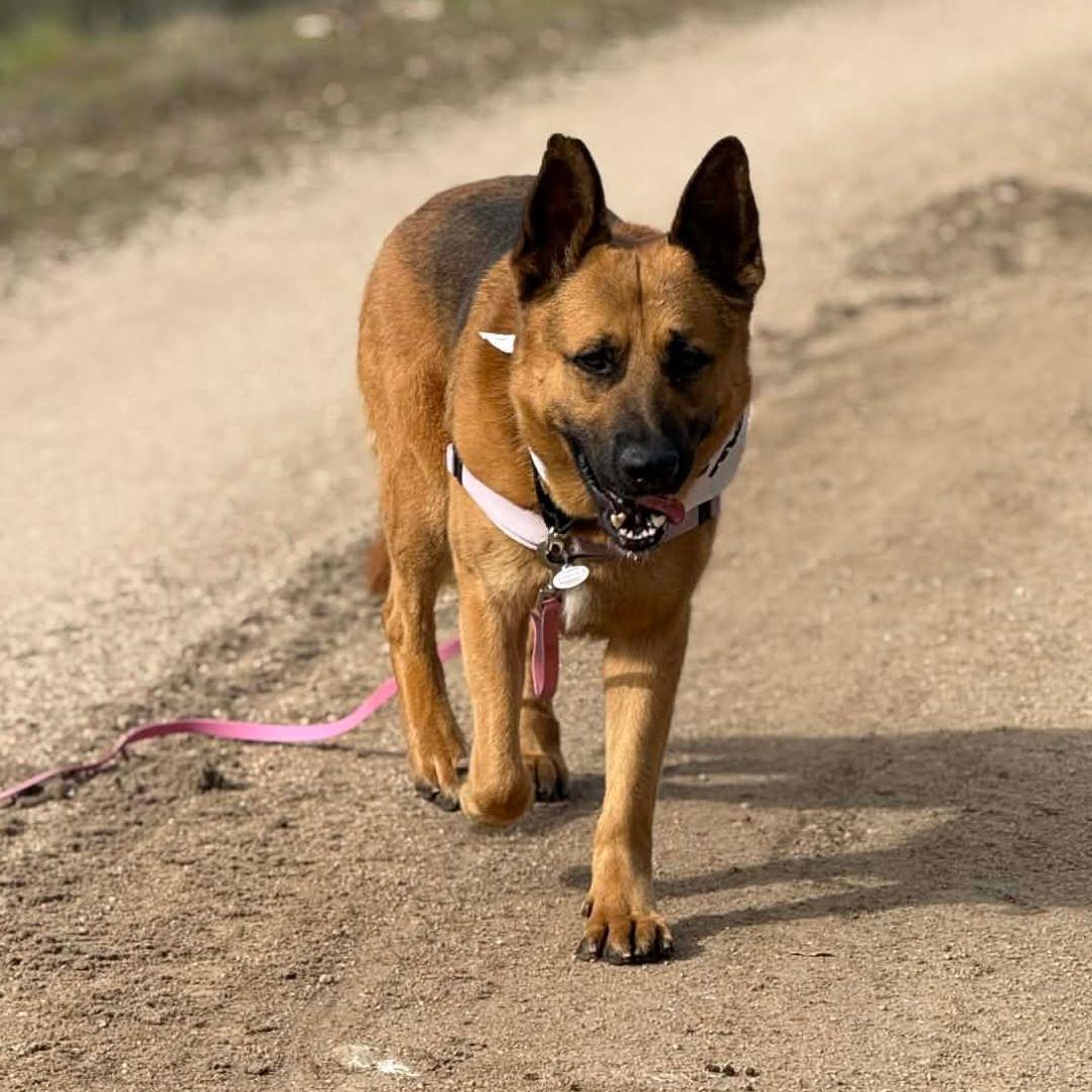Enlarge Paulo, a ADOPTABLE German Shepherd Dog in Burbank, CA image 6/6