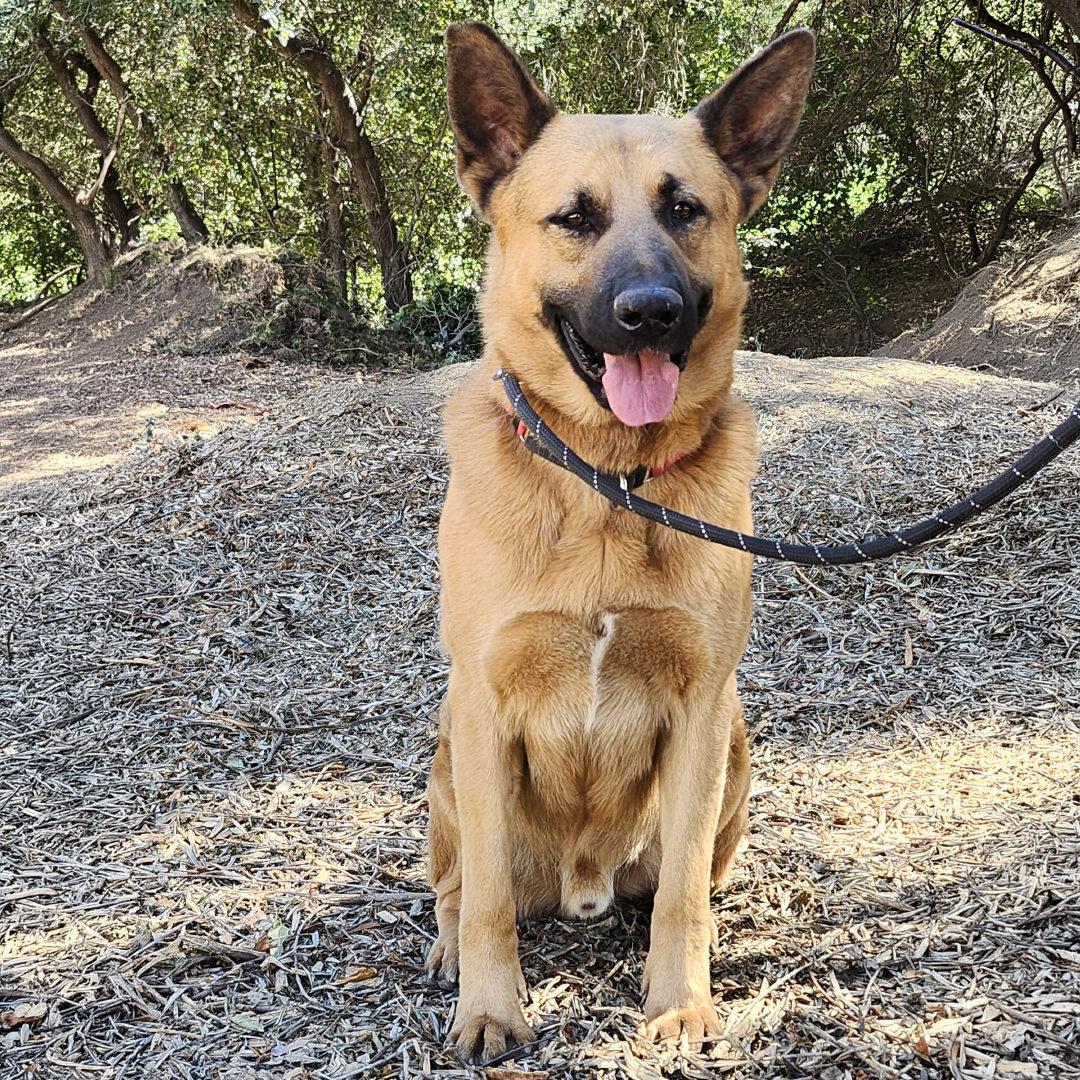 Enlarge Paulo, a ADOPTABLE German Shepherd Dog in Burbank, CA image 3/6