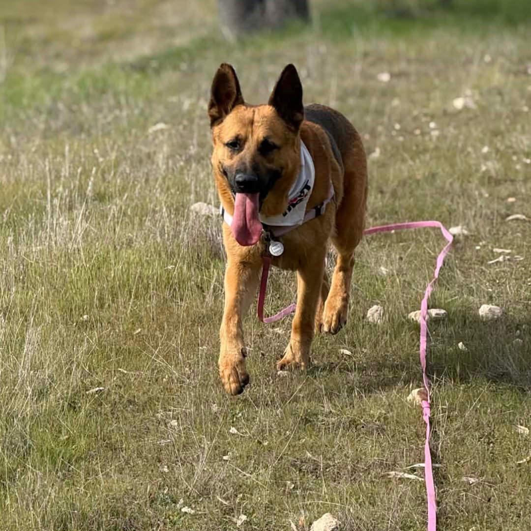 Enlarge Paulo, a ADOPTABLE German Shepherd Dog in Burbank, CA image 5/6