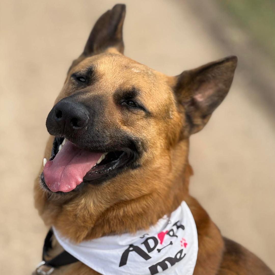 Paulo, ADOPTABLE, Adult Male German Shepherd Dog.