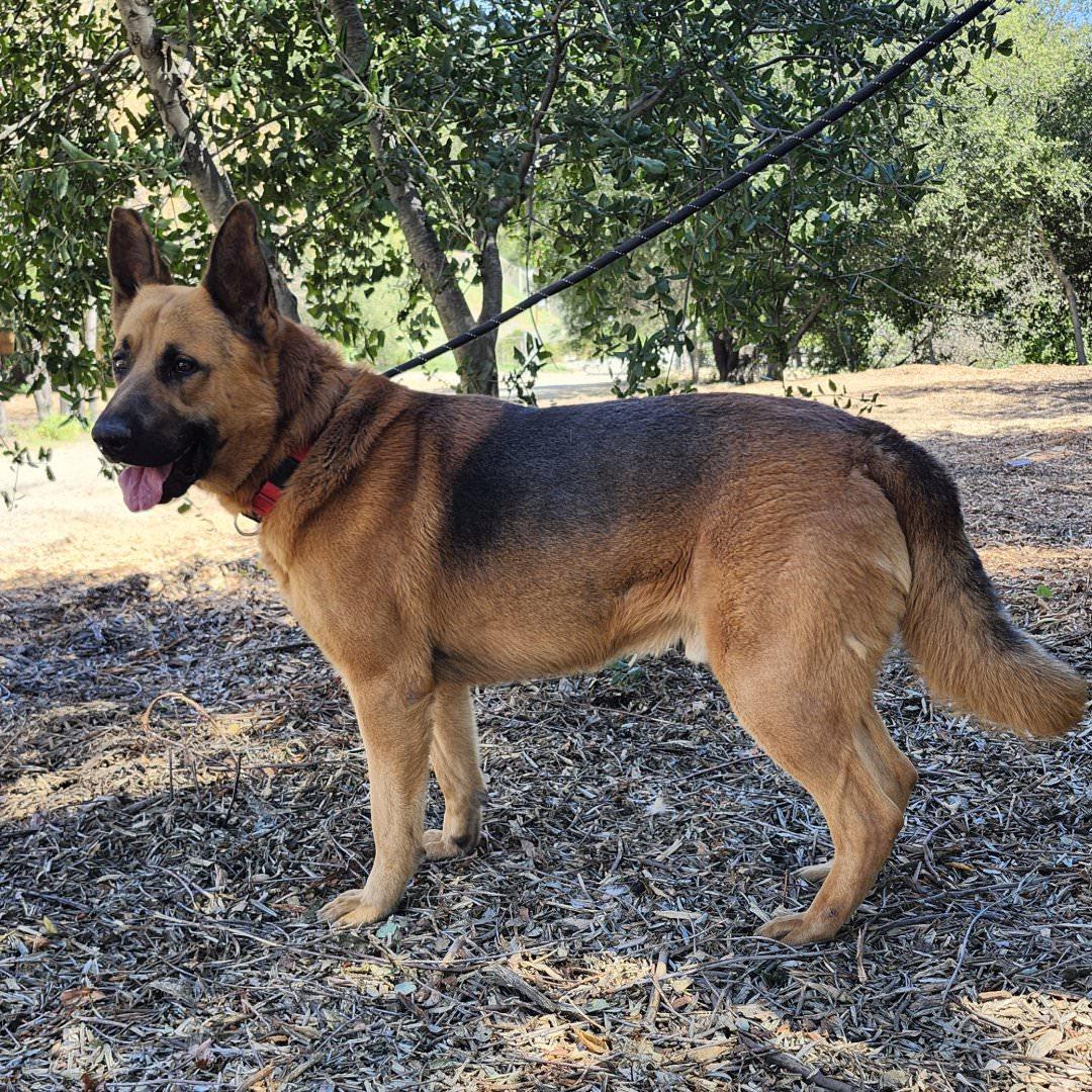 Enlarge Paulo, a ADOPTABLE German Shepherd Dog in Burbank, CA image 4/6