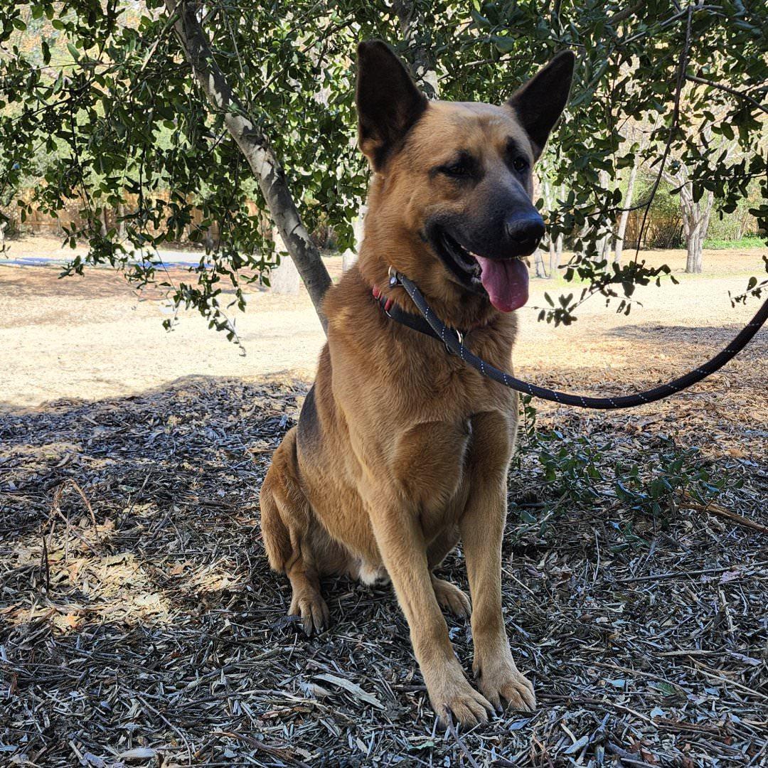Enlarge Paulo, a ADOPTABLE German Shepherd Dog in Burbank, CA image 2/6