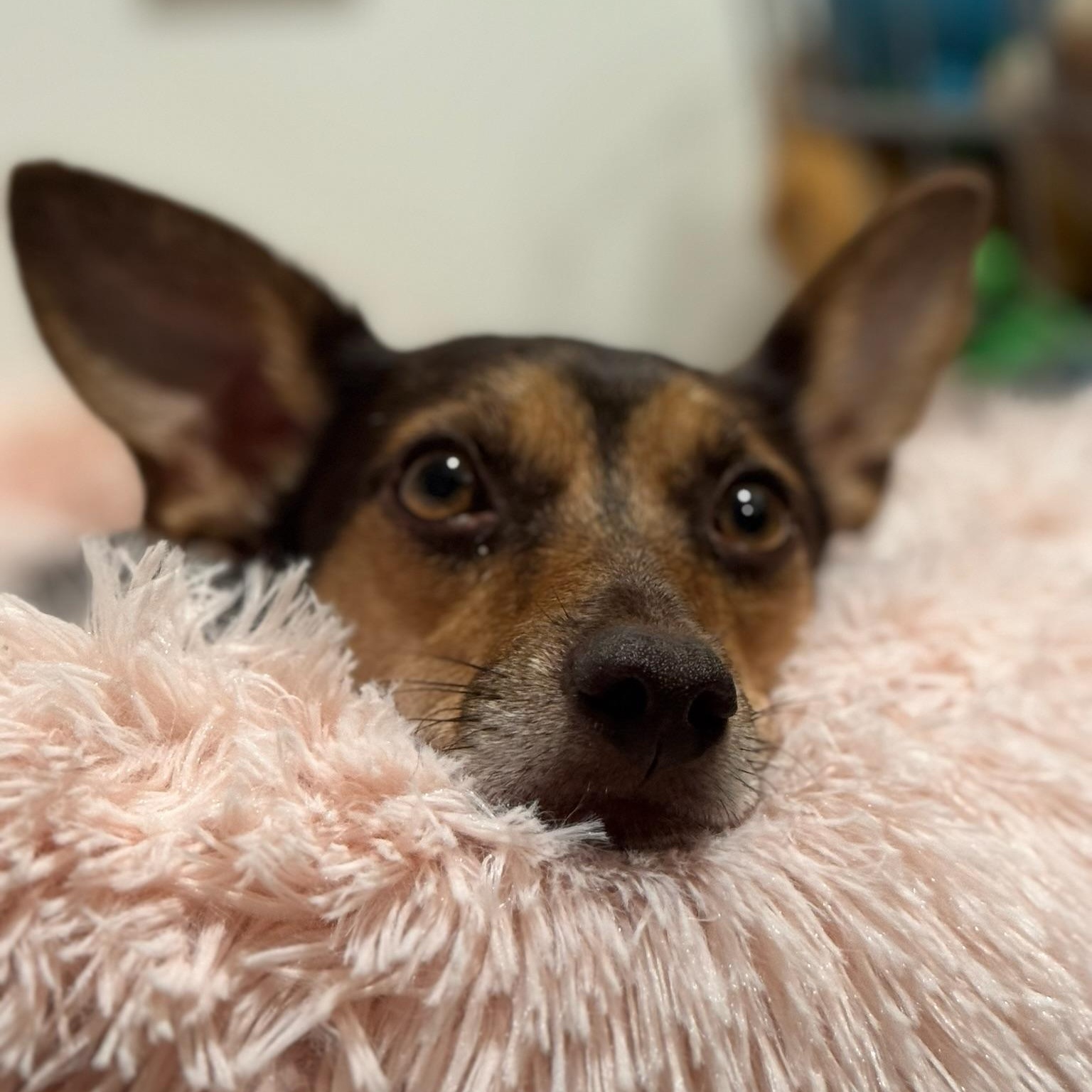 Mouse, a Adoptable mixed breed in Marietta, GA image 2/3