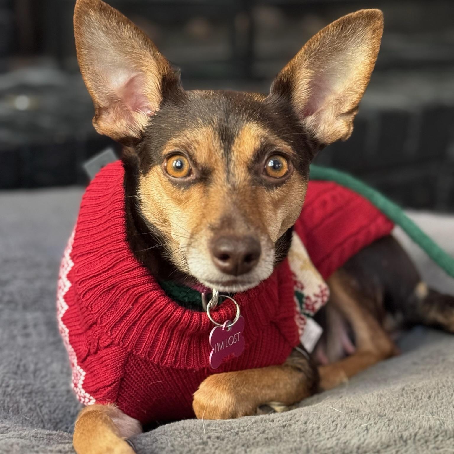 Mouse, a Adoptable mixed breed in Marietta, GA image 3/3