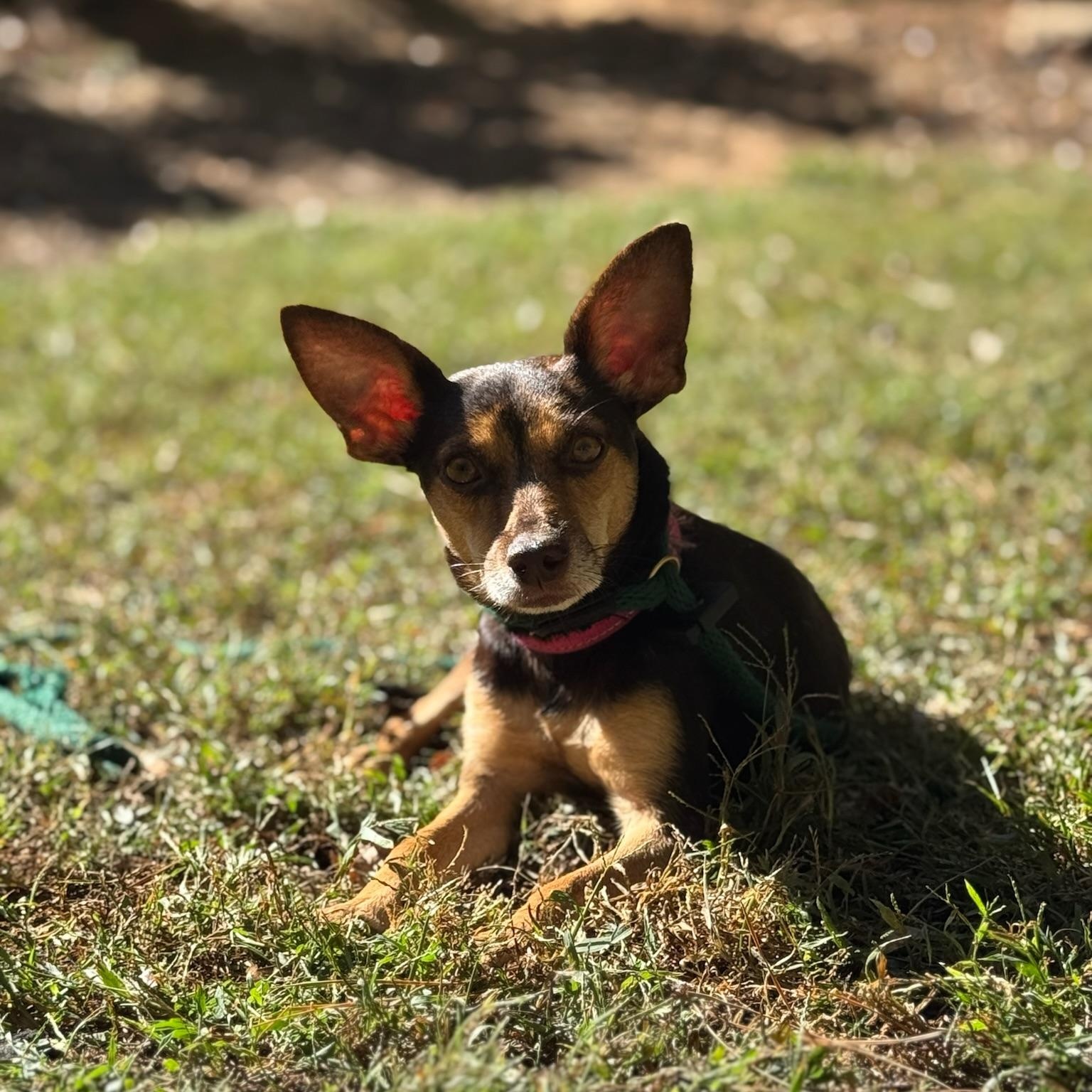 Mouse, Adoptable, Young Female Chihuahua.