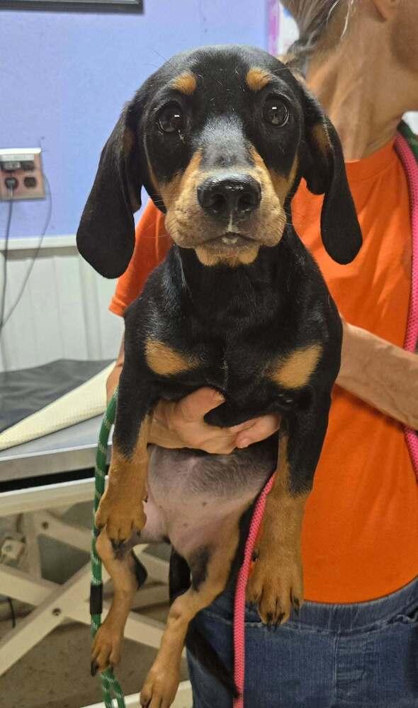 Oregano, Adoptable, Young Female Dachshund.