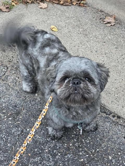 CHARLIE pending, Adopted, Young Male Shih Tzu.