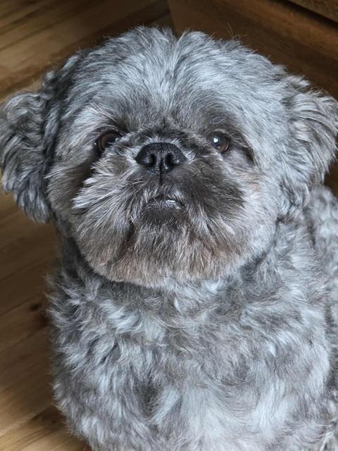 CHARLIE pending, a Adopted Shih Tzu in Eden Prairie, MN image 2/2