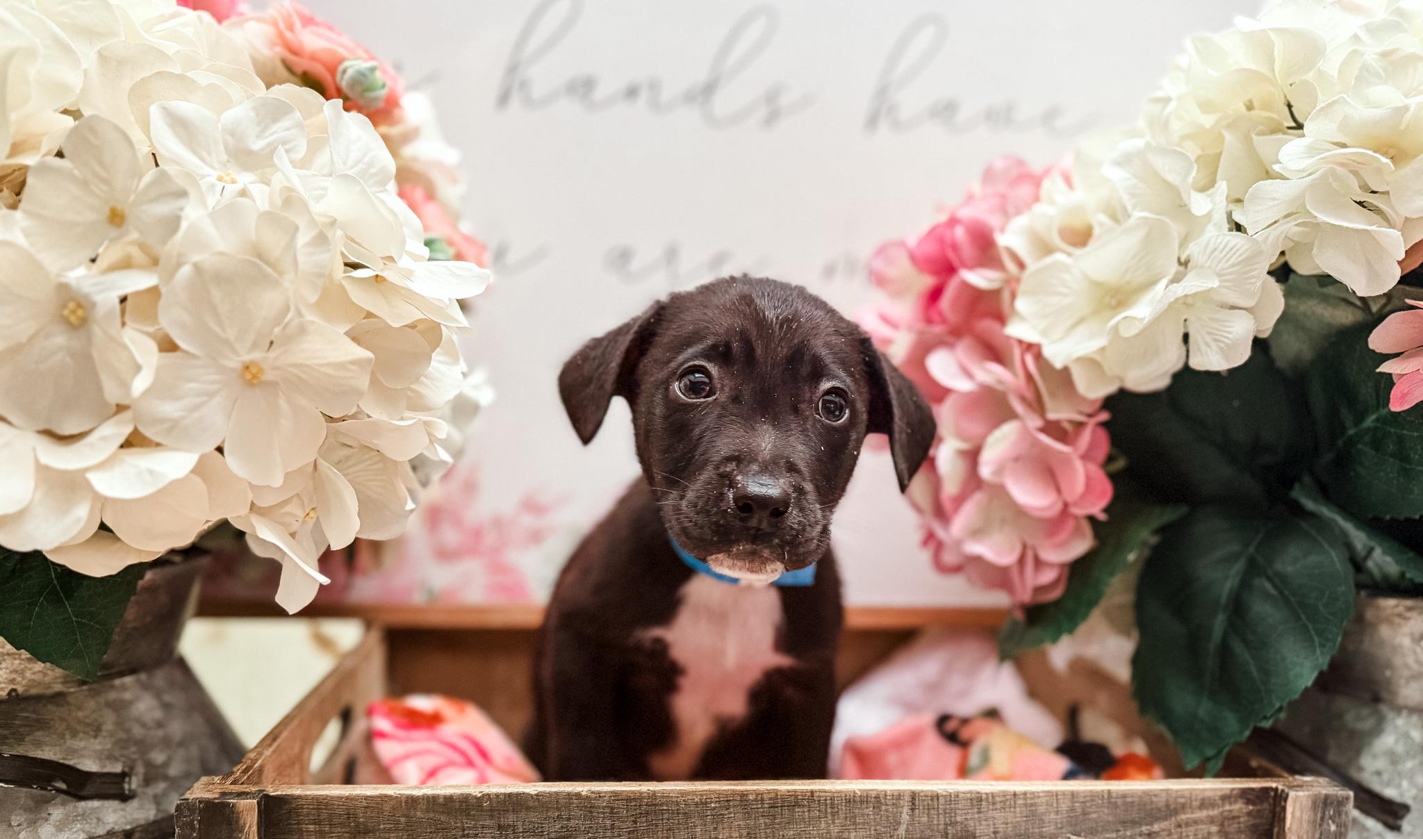 Birman, Adoptable, Young Male Labrador Retriever.