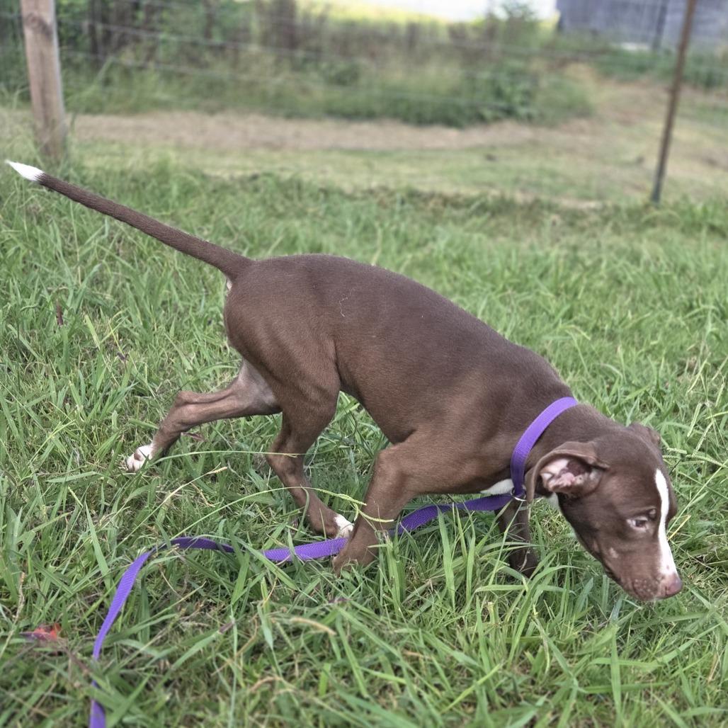 Holly, Adoptable, Puppy Female Mixed Breed & Pit Bull Terrier.