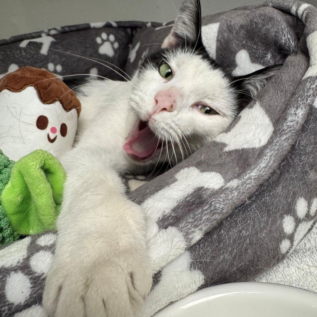 Ophelia, Adoptable, Adult Female Domestic Short Hair.