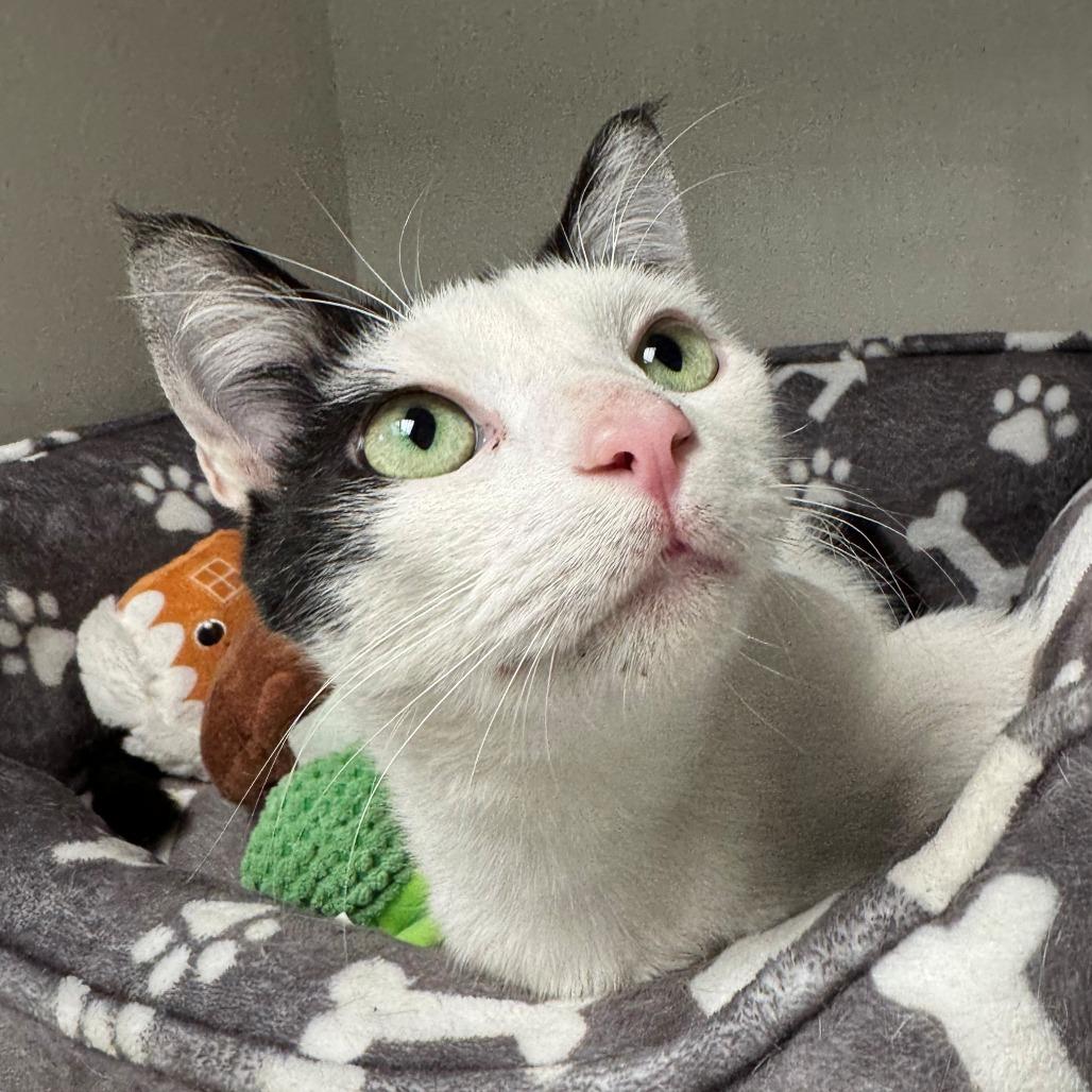 Enlarge Ophelia, a Adoptable Domestic Short Hair in East Hanover, NJ image 2/6