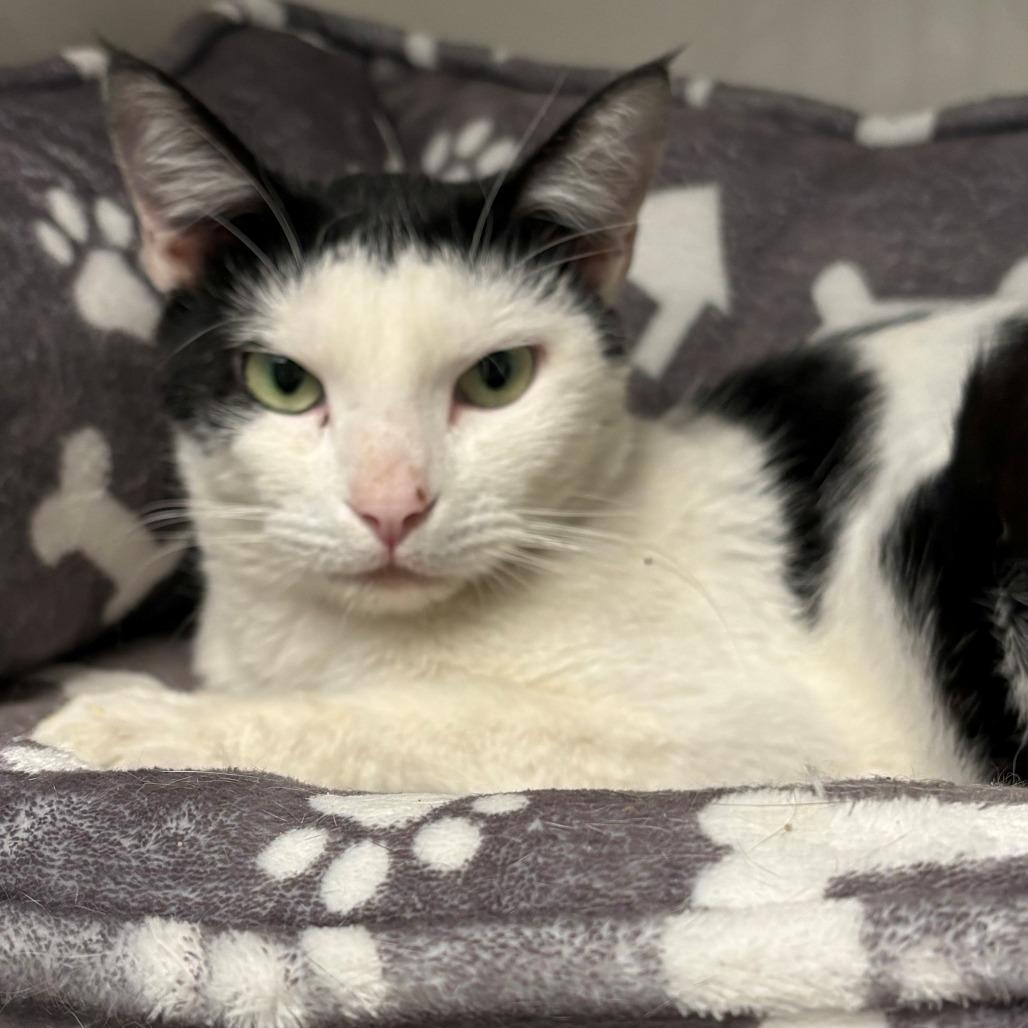 Enlarge Ophelia, a Adoptable Domestic Short Hair in East Hanover, NJ image 3/6