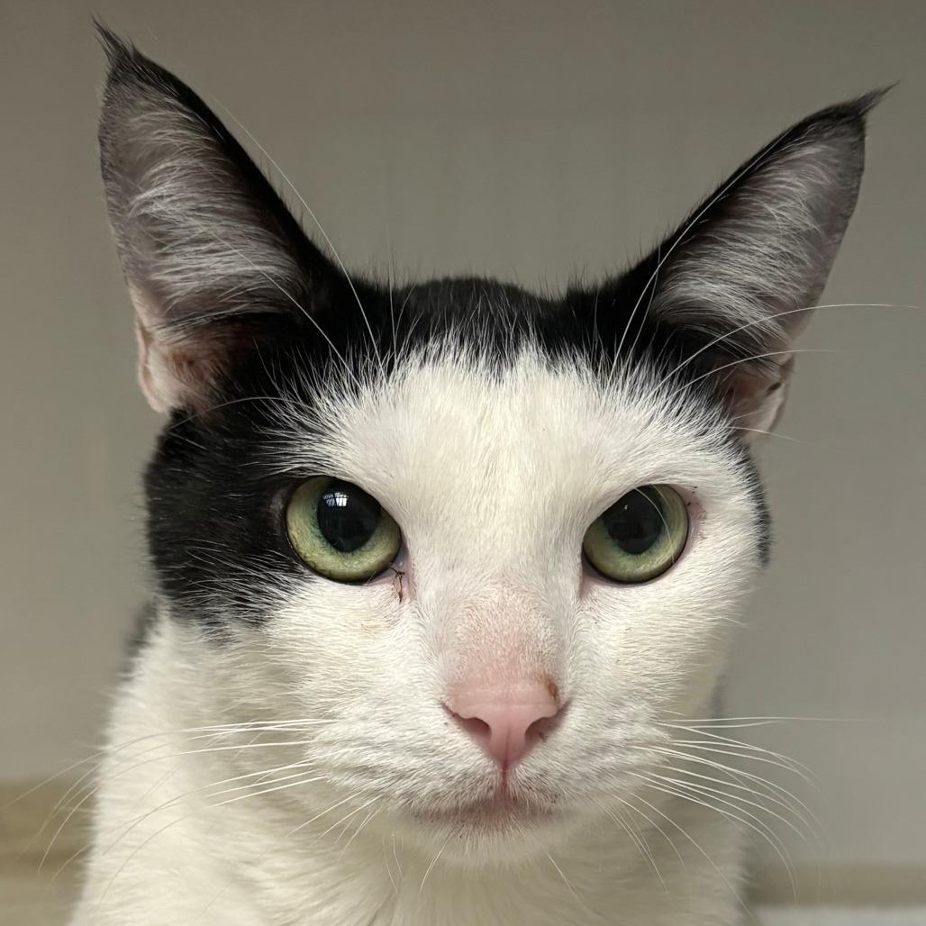 Enlarge Ophelia, a Adoptable Domestic Short Hair in East Hanover, NJ image 4/6