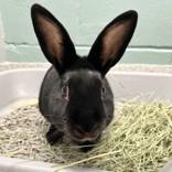 Orion, ADOPTABLE, Adult Male American.