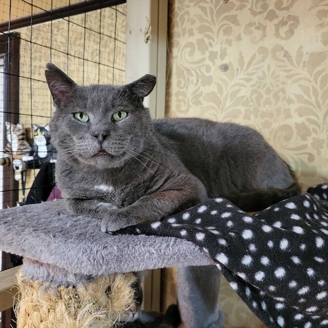 Enlarge Nolan, an adopted Domestic Short Hair in East Brunswick, NJ image 1/6