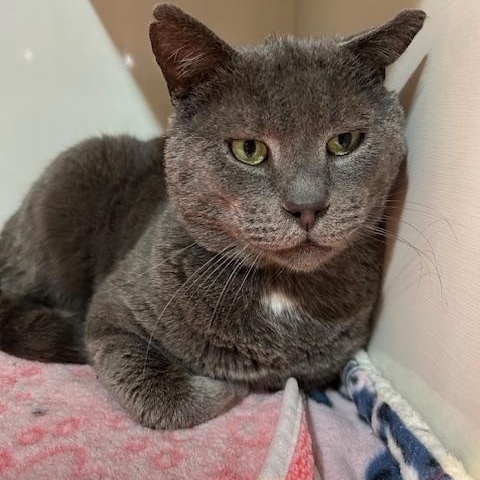 Enlarge Nolan, an adopted Domestic Short Hair in East Brunswick, NJ image 3/6