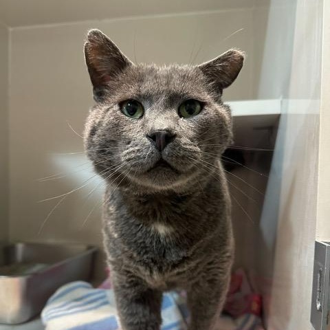 Enlarge Nolan, an adopted Domestic Short Hair in East Brunswick, NJ image 4/6