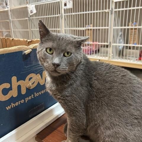 Enlarge Nolan, an adopted Domestic Short Hair in East Brunswick, NJ image 5/6