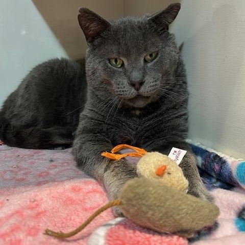 Enlarge Nolan, an adopted Domestic Short Hair in East Brunswick, NJ image 2/6