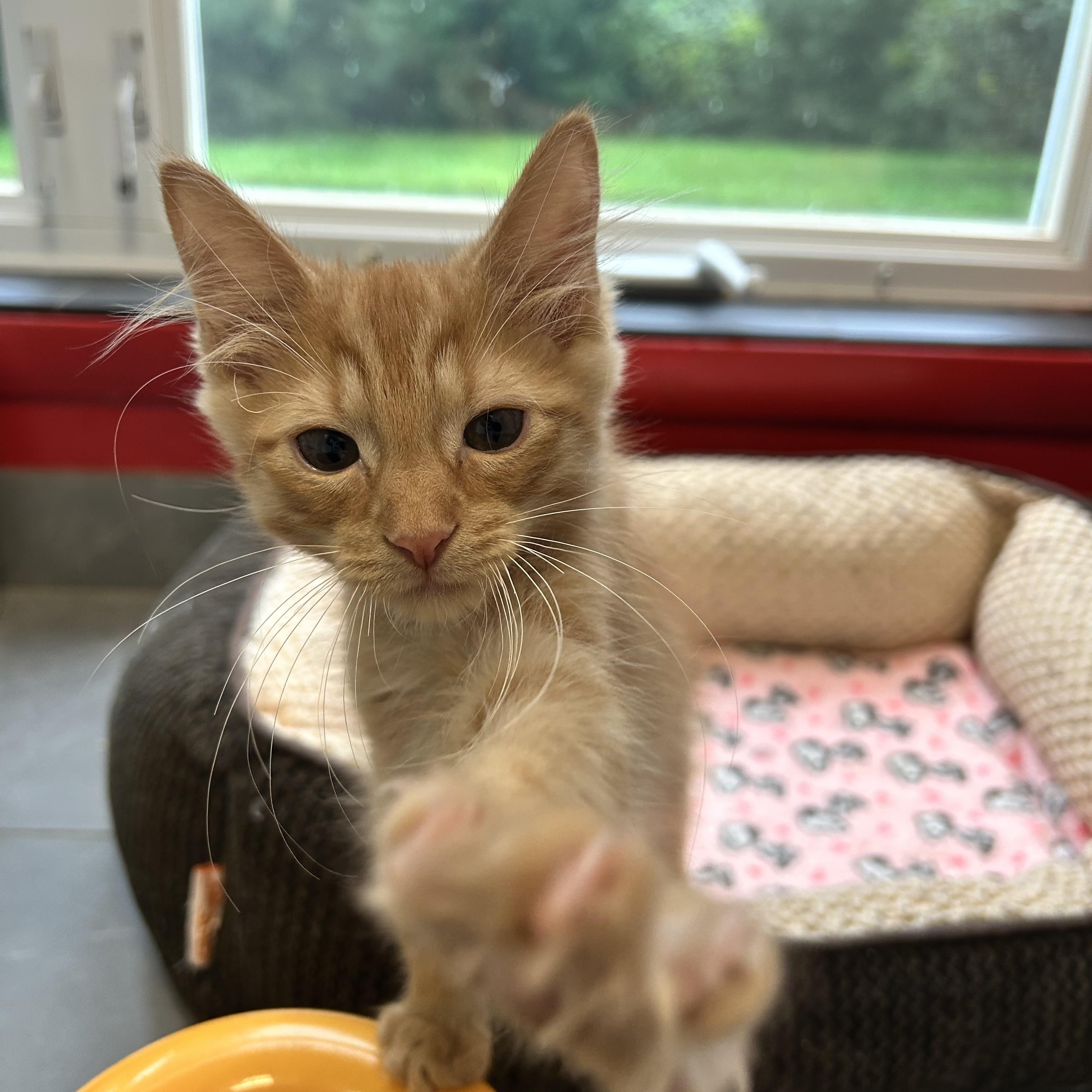 Enlarge Frodo, a Adopted Domestic Short Hair in North Haven, CT image 3/6